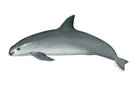 Vaquita | NOAA Fisheries