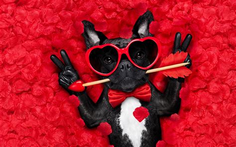 Wallpaper Bulldog Valentine's Day Dogs Heart Funny Fingers 1920x1200