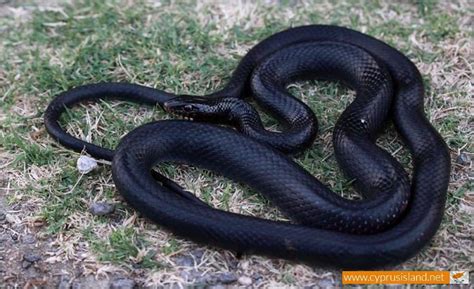 Black whip snake - Dolichophis Jugularis | Cyprus Island