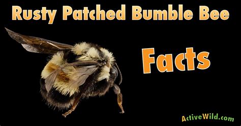 Rusty Patched Bumble Bee Facts For Kids, Students & Adults: Endangered Species Pictures ...