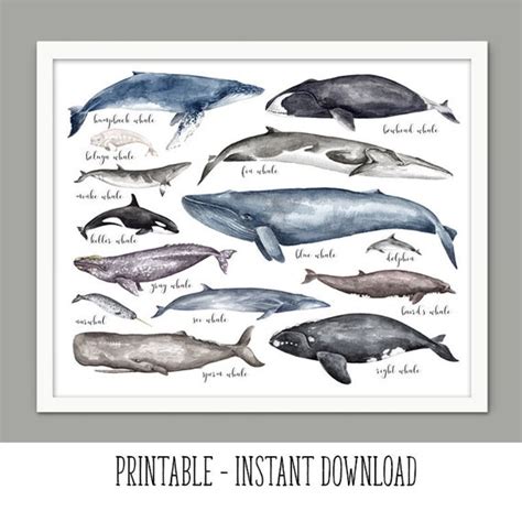 PRINTABLE Whales of the World Wall Art Watercolor Whale - Etsy Canada