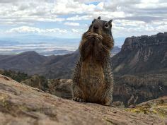 24 Wildlife of Big Bend ideas | big bend national park, big bend, wildlife