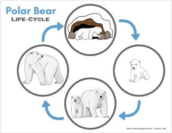 Polar Bear Life-Cycle and Anatomy | TpT