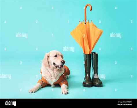 Funny dog in raincoat, with umbrella and gumboots on color background Stock Photo - Alamy