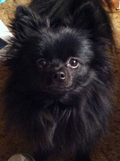 My favorite little black dog. :) | Pomeranian puppy, Puppies, Black ...