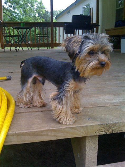 Pin by Jill Eledge Frampton on Doggie Do's | Yorkshire terrier puppies, Yorkie dogs, Yorkie terrier