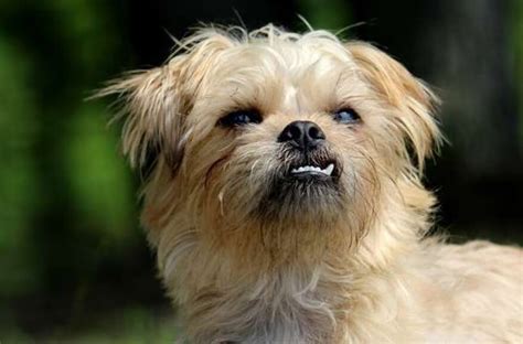 20 Gorgeous Brussels Griffon Mixes You Just Have To See | Page 3 of 5 ...