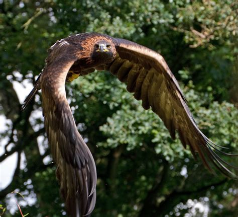 File:Golden Eagle in flight - 6.jpg - Wikimedia Commons