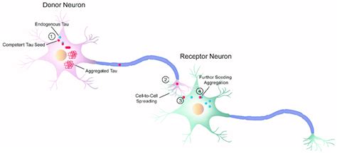 Schematic diagram of cell-to-cell progression of tau pathology. j The... | Download Scientific ...