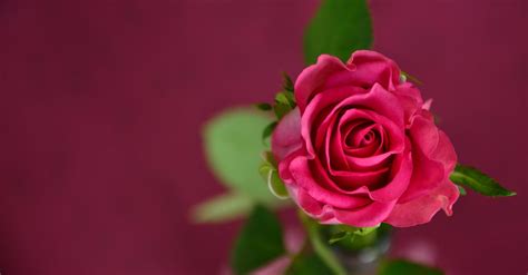 Selective Focus Photo of Pink Rose in Bloom · Free Stock Photo