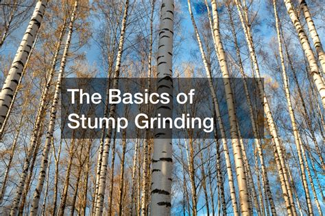 The Basics of Stump Grinding - Teng Home