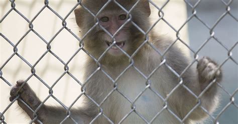 Hendry County farm's monkey business with feds on hold