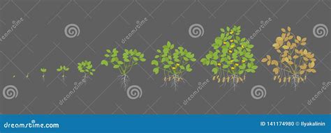 Peanut Growing Stages Vector Illustration In Flat Design. A Cycle Of Growth Of A Plant Of A ...