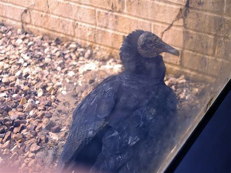 Black Vulture – Nest Update 1 – DFW Urban Wildlife