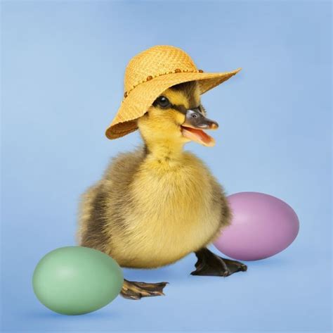 Print of Mallard Duck - duckling wearing Easyer bonnet / hat in 2020 | Mallard duck, Ducklings ...