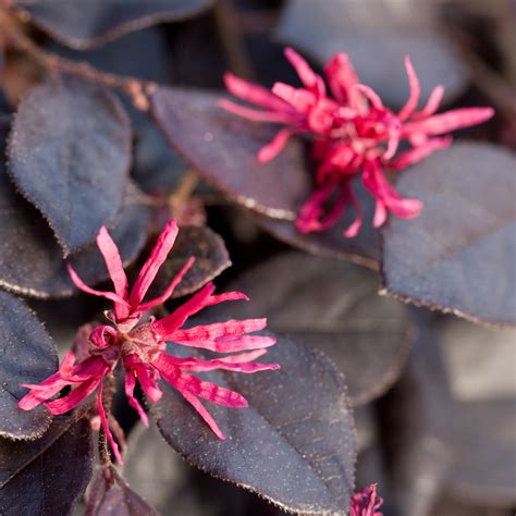 Purple Loropetalums Are Huge | Walter Reeves: The Georgia Gardener