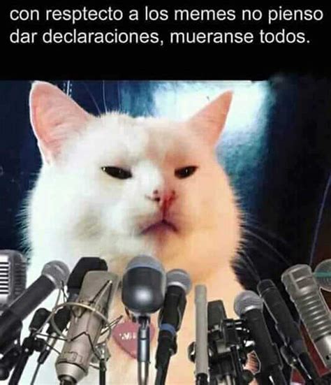 Meme De Gato Llorando Con Microfono Un gato representa la sensualidad la sexualidad a la mujer