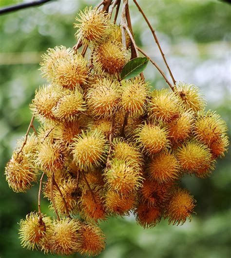 ~YELLOW RAMBUTAN~ TROPICAL FRUIT TREE Nephelium lappaceum LIVE Sm Pot'd PLANT | eBay