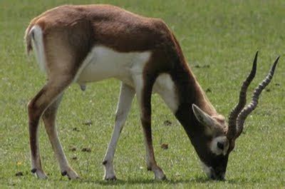 Black Buck Deer ~ ABDUL BASIT AND DANISH KAKAR BIRDS SHOP