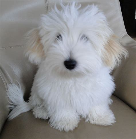 Coton de Tulear Dawson of Somerset. :) | Cute dogs, Cute baby animals, Coton de tulear dogs