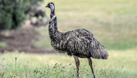 The Next Red Meat: Why the Texas Emu Farming Boom Failed