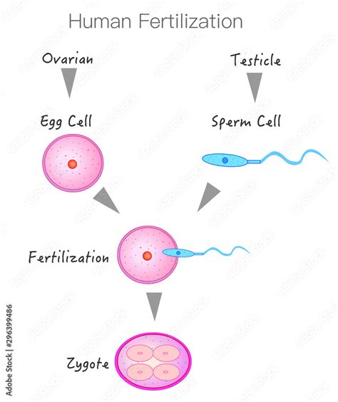 Formation and stages of fertilization. Sperm from the testis and egg cell from the ovary. The ...