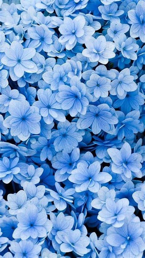 + spring for your phone and computer. Spring , Blue flower , Blue aesthetic pastel, Blue Flowers ...