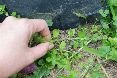 How to Kill Chickweed | Hunker