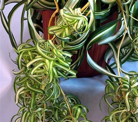 Curly Spider Plant - Air Purifier - 4" Pot - House Plants Expert