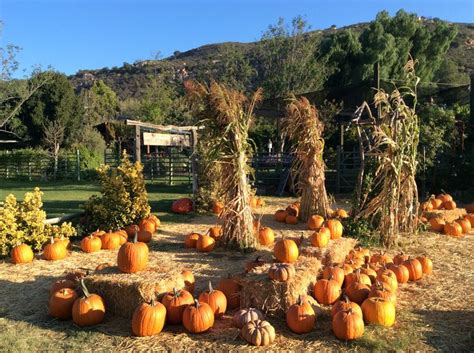 Pin by Summers Past Farms on Pumpkin Patch at Summers Past Farms ...