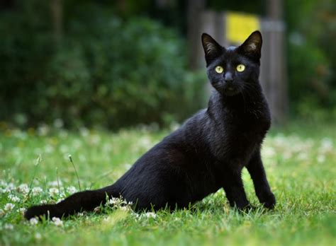 Le chat noir : porte-bonheur ou porte-malheur ? - Yummypets