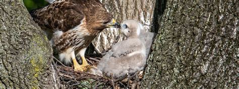 Red-tailed Hawk - American Bird Conservancy