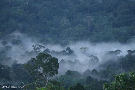 Mist rising from the Borneo rainforest