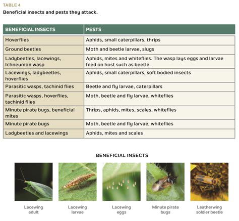 Field Guide: Controlling Striped Cucumber Beetles with Insectary Strips ...