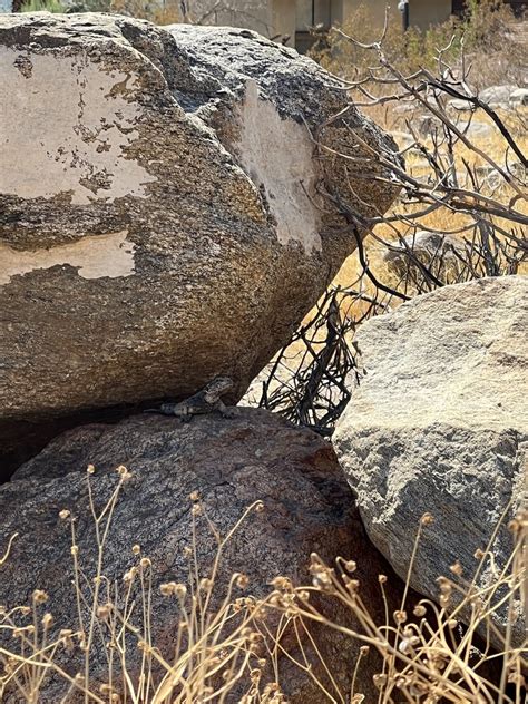 Common Chuckwalla from Santa Rosa and San Jacinto Mountains National ...