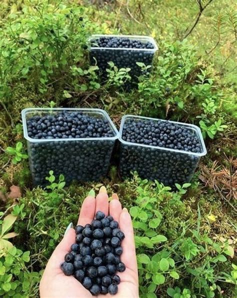 Recipe garden huckleberry preserves a nightshade berry – Artofit