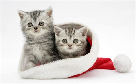 Cute Christmas Kittens HD desktop wallpaper : Widescreen : High Definition : Fullscreen