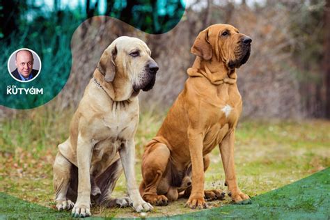 The dog that even the judge can't touch at shows