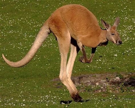 10 Interesting Kangaroo Facts | My Interesting Facts