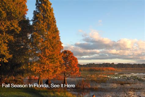 Fall Season In Florida, See It Here - Florida Splendors