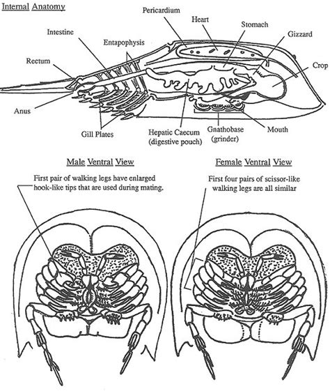 Horseshoe Crab Anatomy Page Coloring Pages