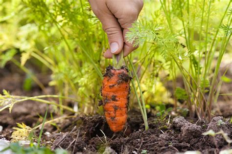 Hand Pulling Carrot In Vegetable Garden Closeup Stock Photo - Download ...