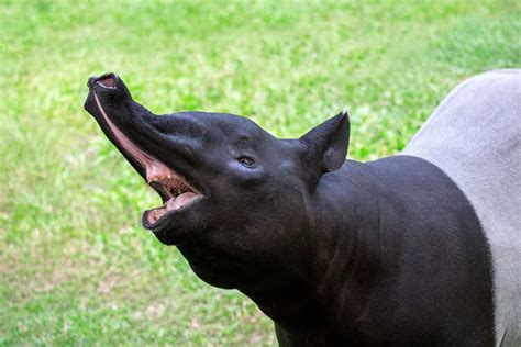 Surprising Facts About Tapirs