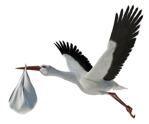 Stork With Baby Stock Photos, Pictures & Royalty-Free Images - iStock