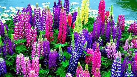 Lupins