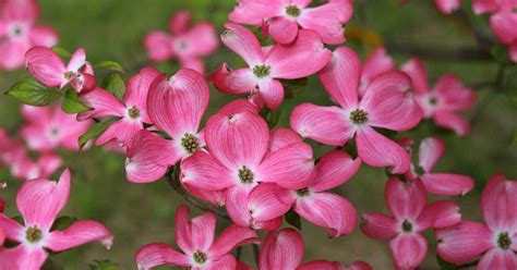 How to Grow and Care for Flowering Dogwood Trees