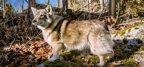 Unlock the Potential of Swedish Vallhunds: Complete Care & Training Guide