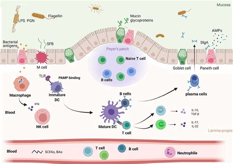 Gut microbiome in modulating immune checkpoint inhibitors - eBioMedicine