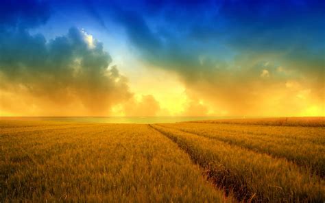 Hd Wallpapers Golden Harvest Wheat Field 2560x1600 : Wallpapers13.com