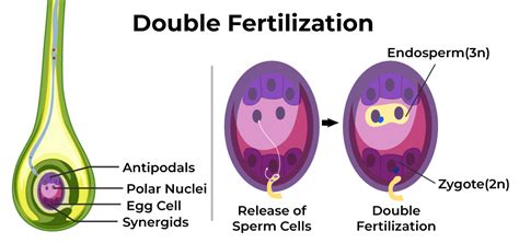 Fertilization in Plants - Process, Diagram and its Types - GeeksforGeeks